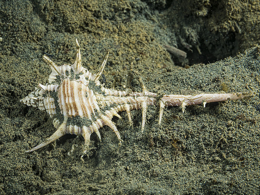 Murex pecten